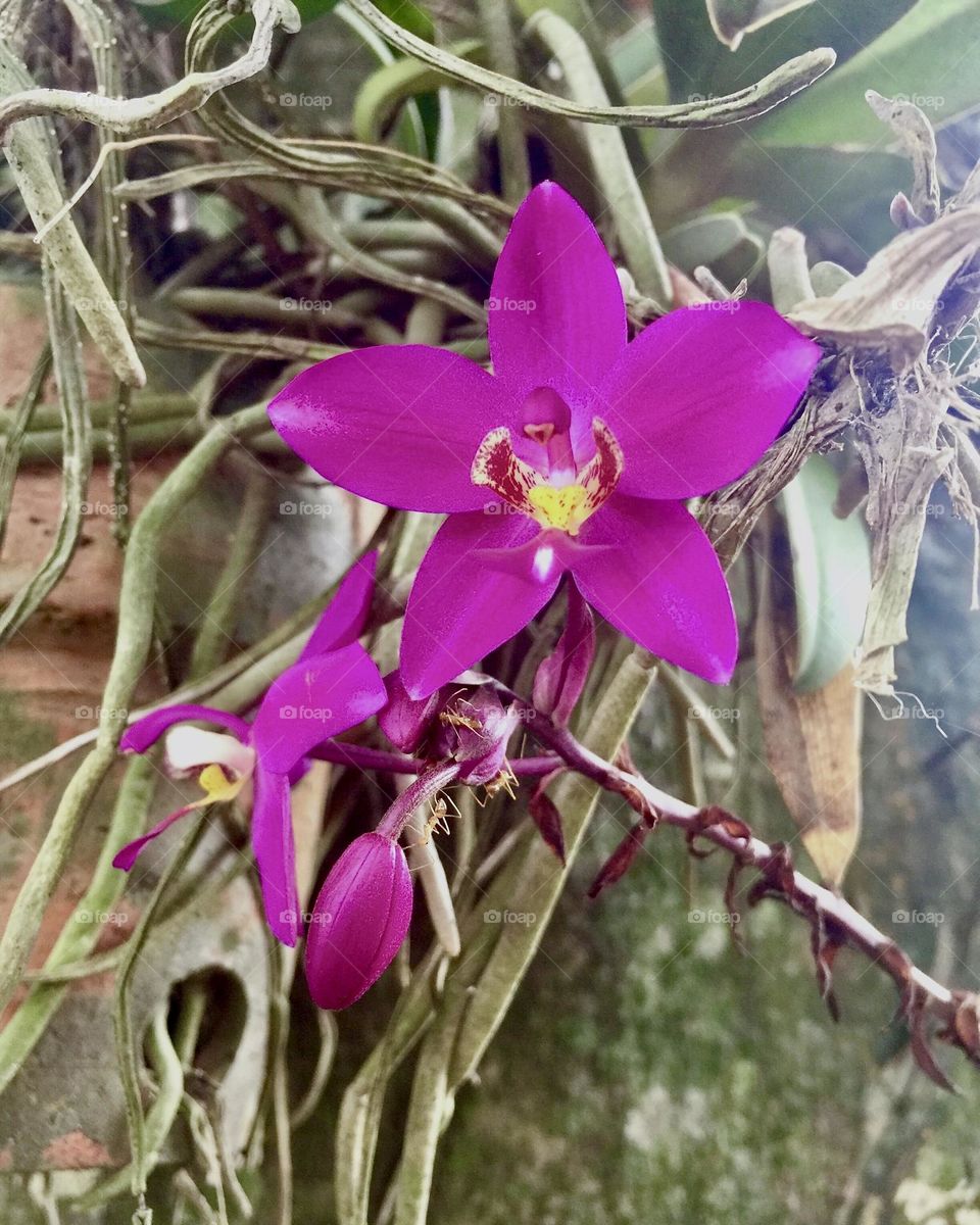 Orchid