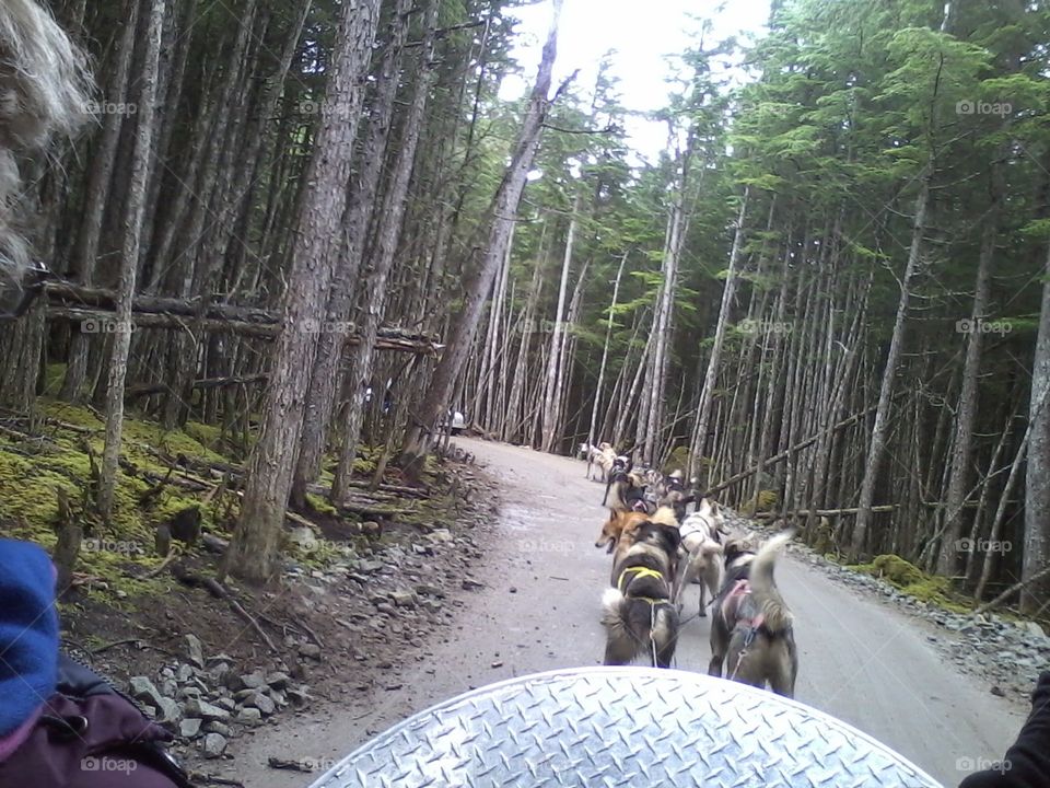 Alaska dog sled with wagon
