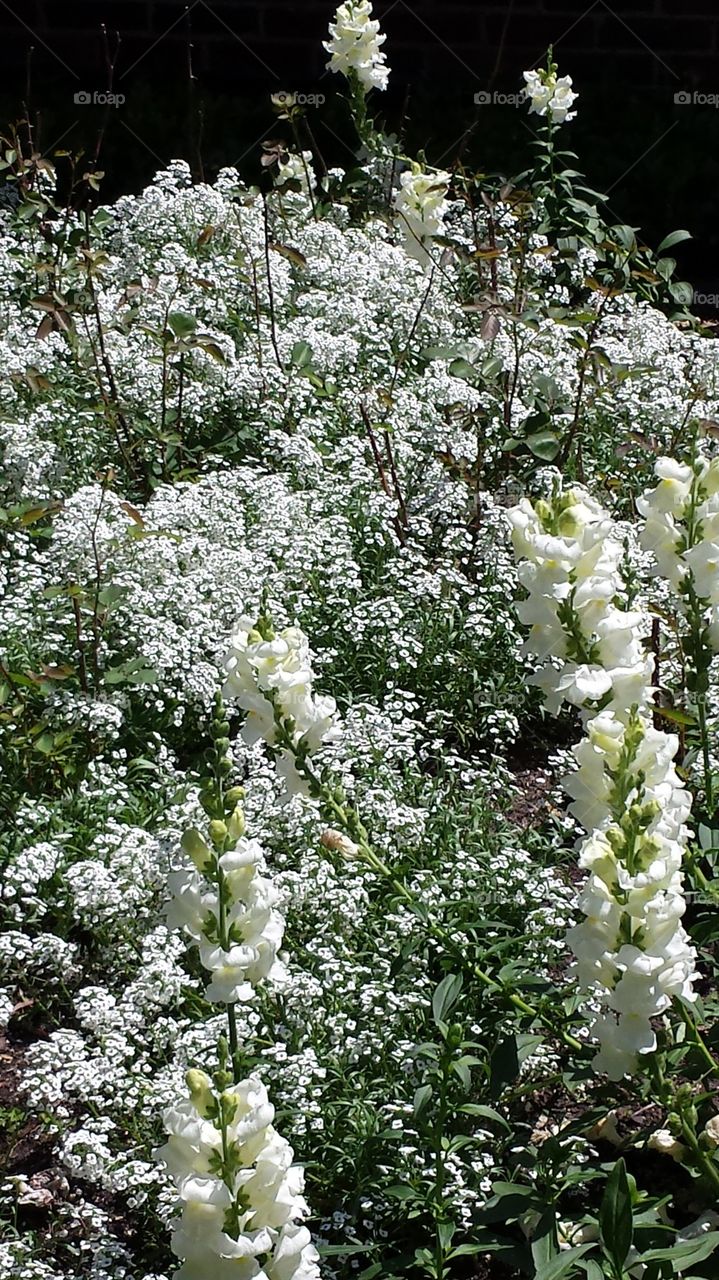 white beauty