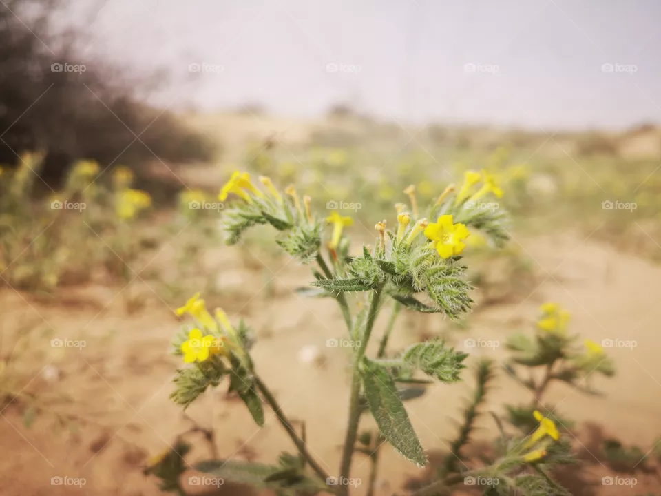 Yellow