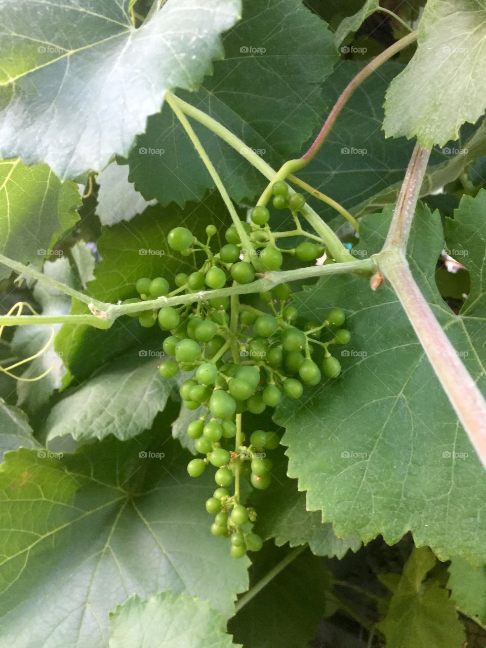 Grape vines