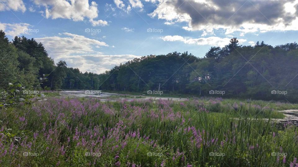 Massachusetts Forest