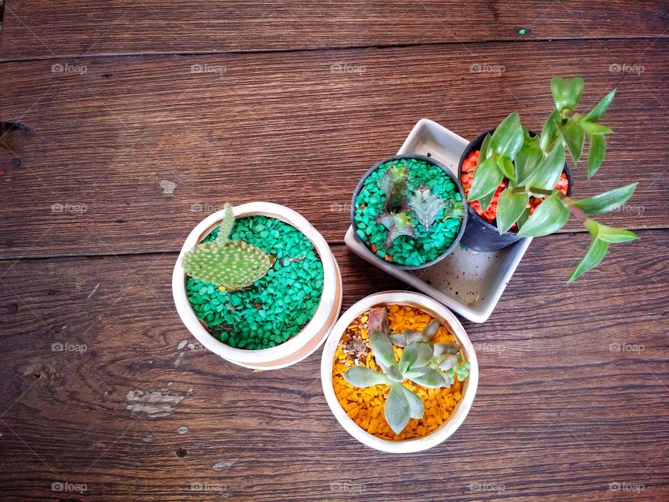 High angle view of cactus and plant