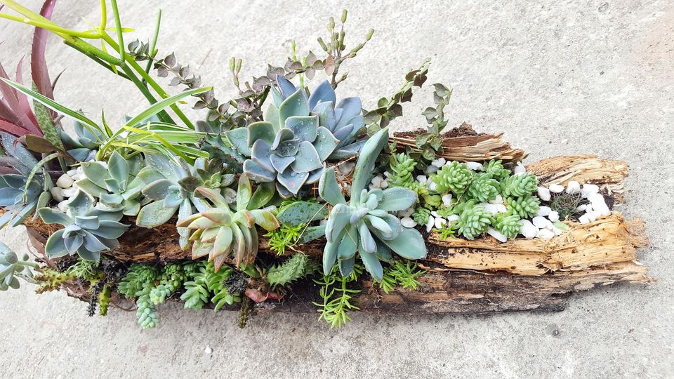 Driftwood succulent arrangement