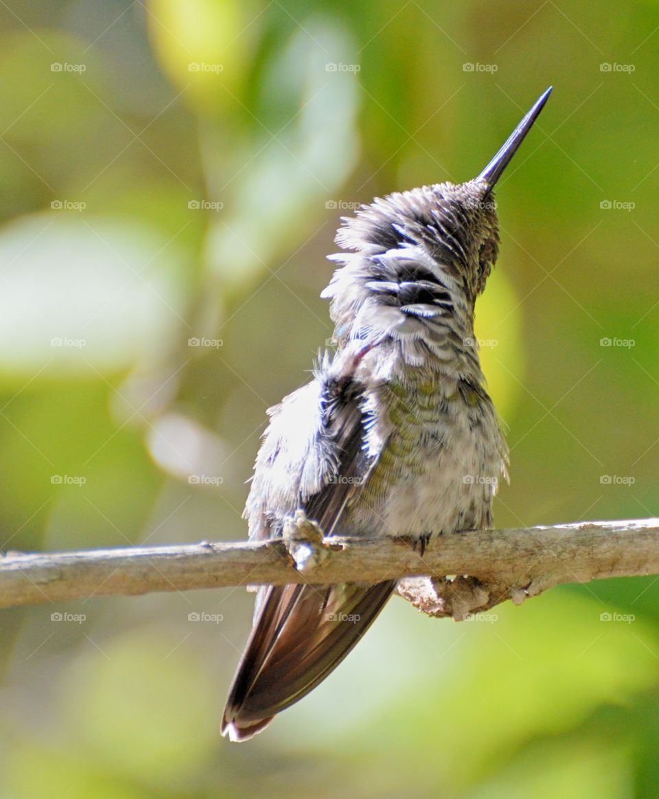 hummingbird having a good scratch perched on a tree branch