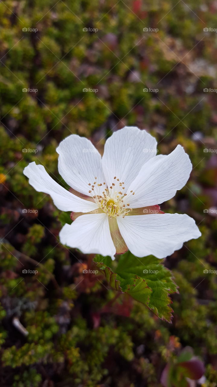 Close-up of white flower