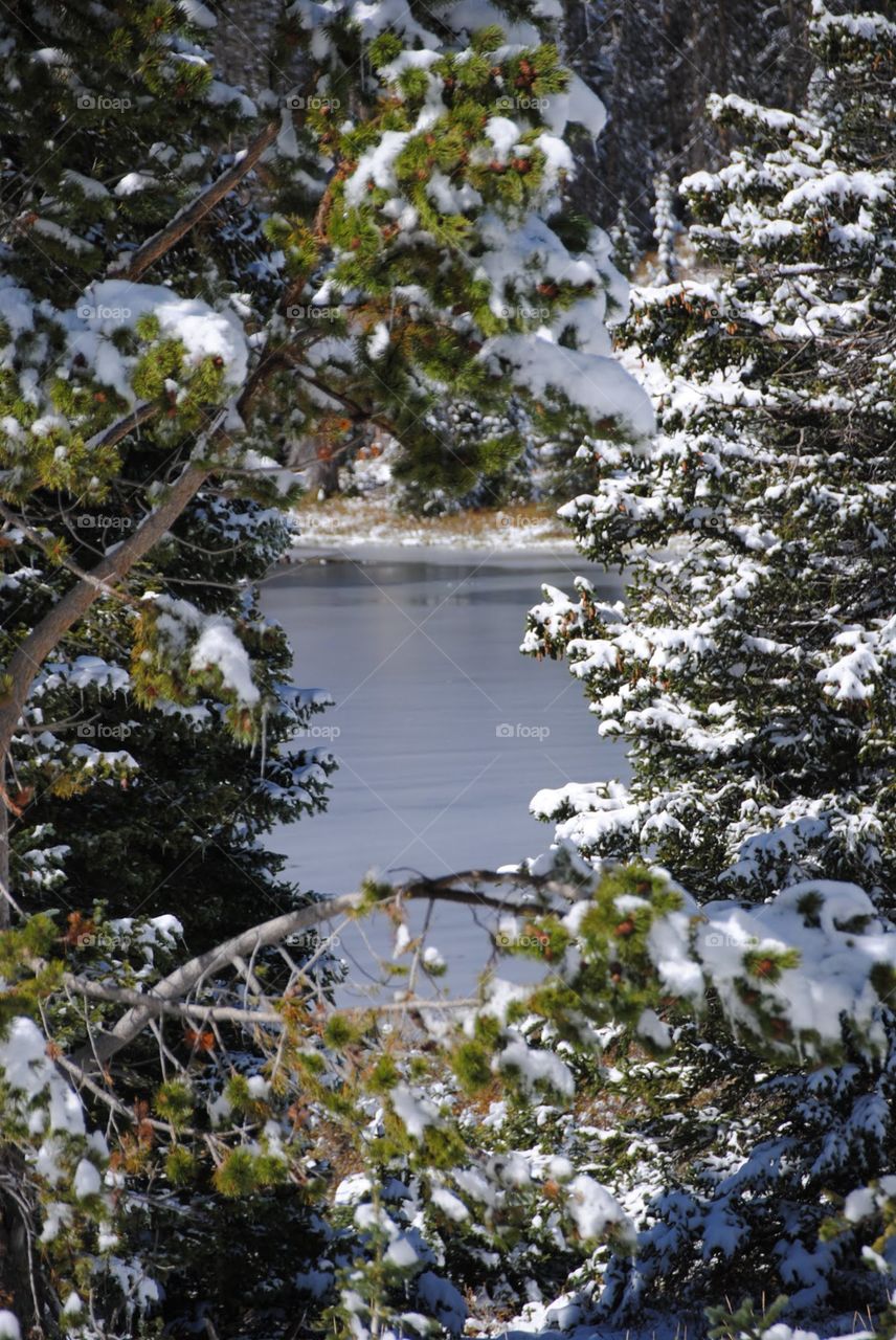 Lake Through a Peephole of Snow Laden Conifers