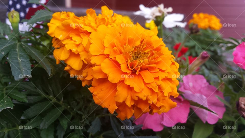 marigold