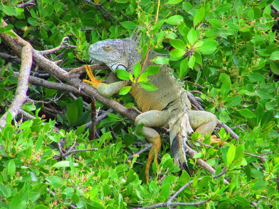 iguana