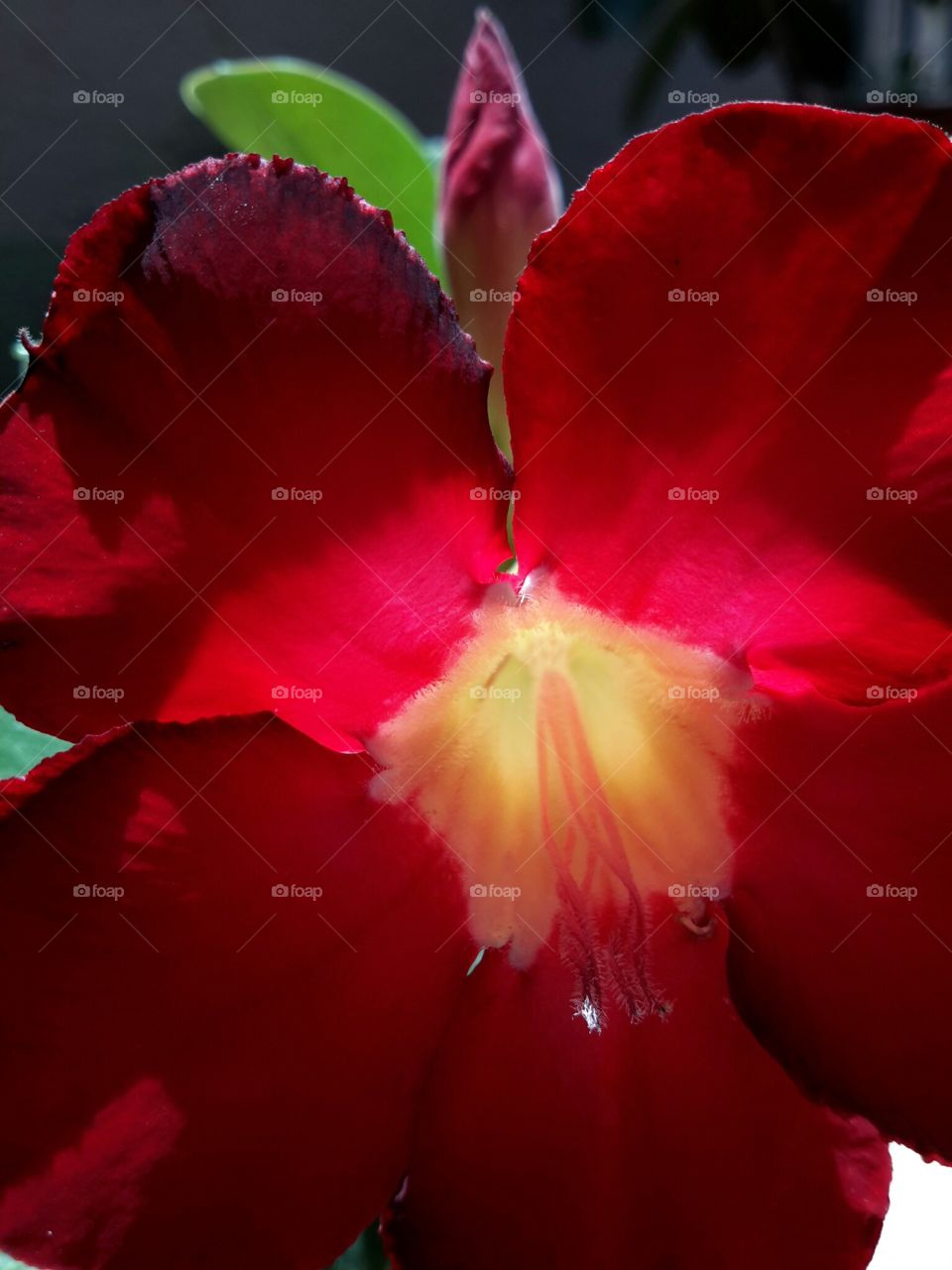 Adenium obesum-Desert Rose. Flowering succulent Adenium obesum Desert Rose