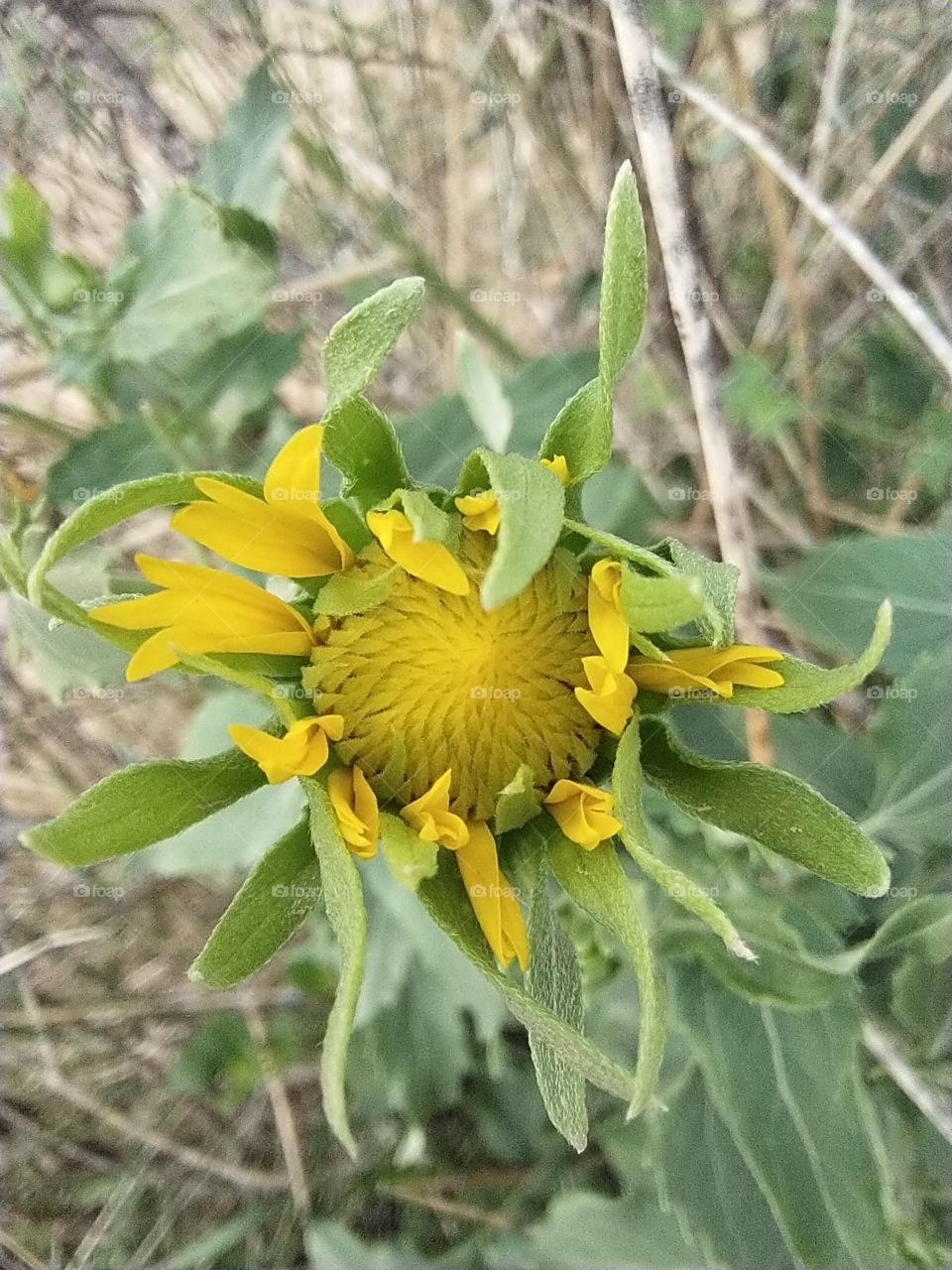 Yellow flower