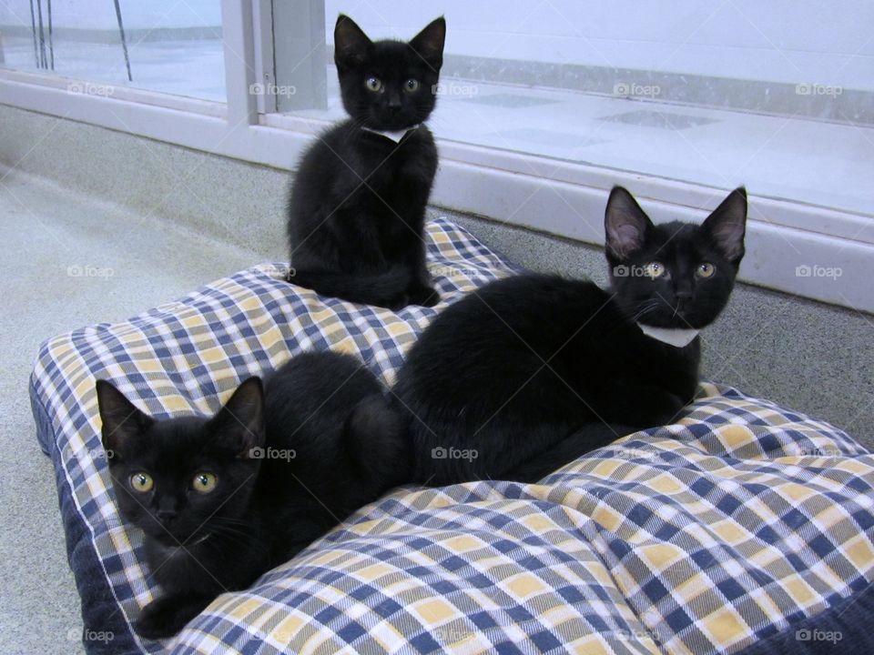 Three Black Kittens. Waiting for adoption 
