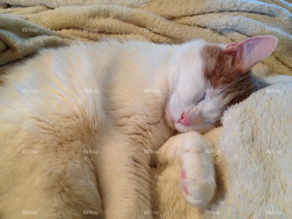 Sleeping white cat