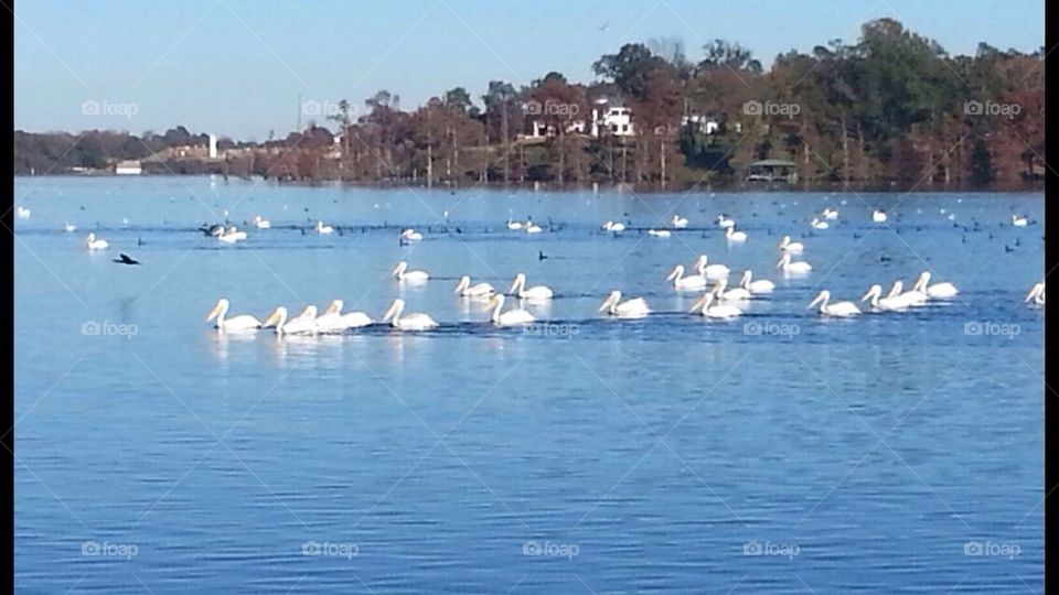 Pelicans on the lake