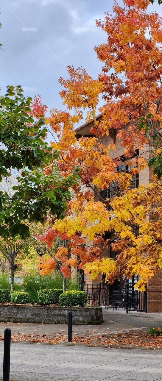 beautiful bright yellow orange red leaves on a tall tree in front of an Oregon business building on an Autumn afternoon