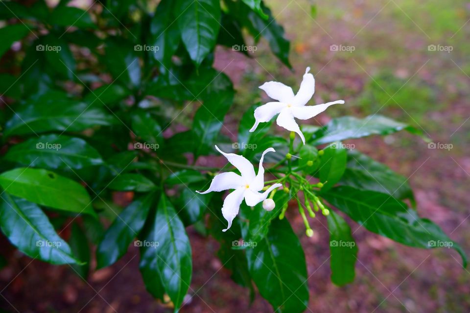 White flowers are blooming and some are growing against a backdrop of green leaves.