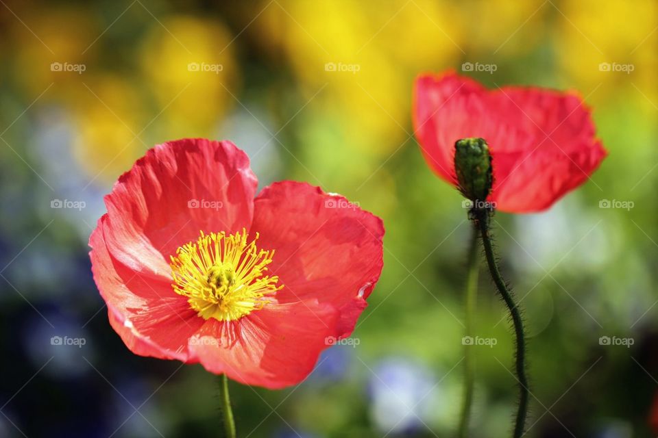 Close-up of flowers