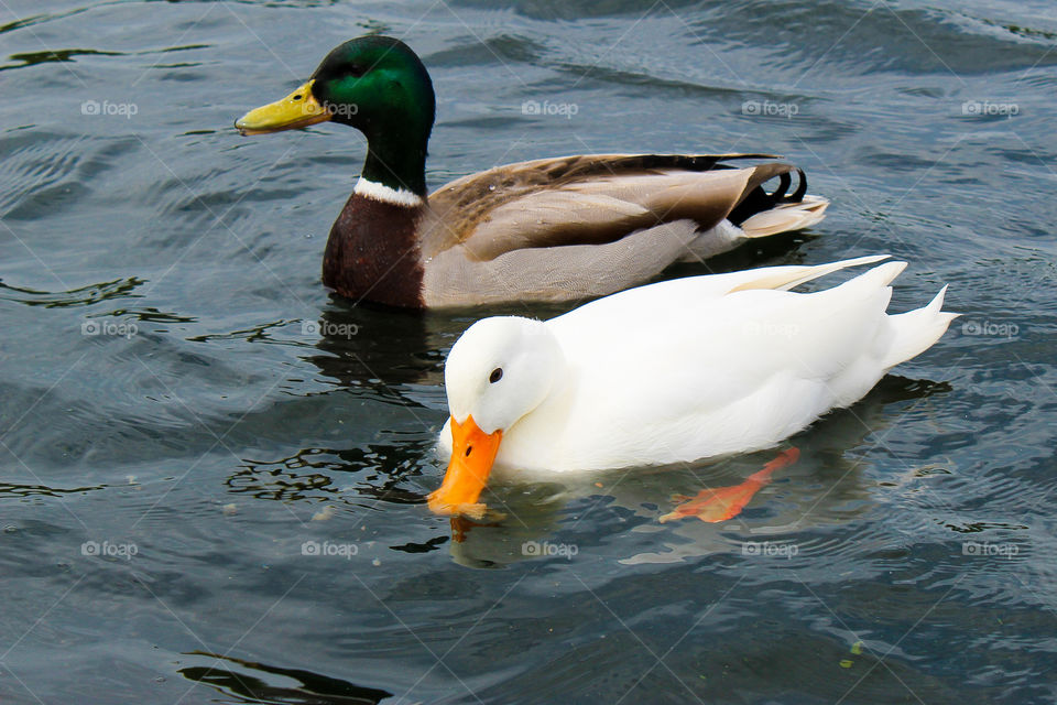 Pair of ducks at Serpentine lake in London