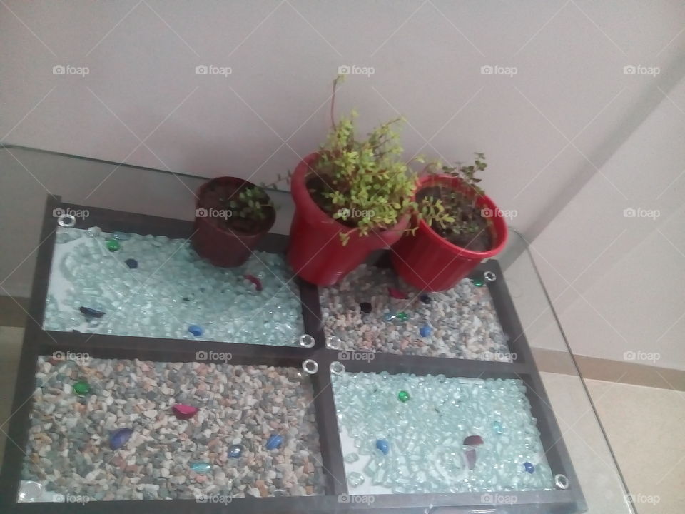 Plants in Pots