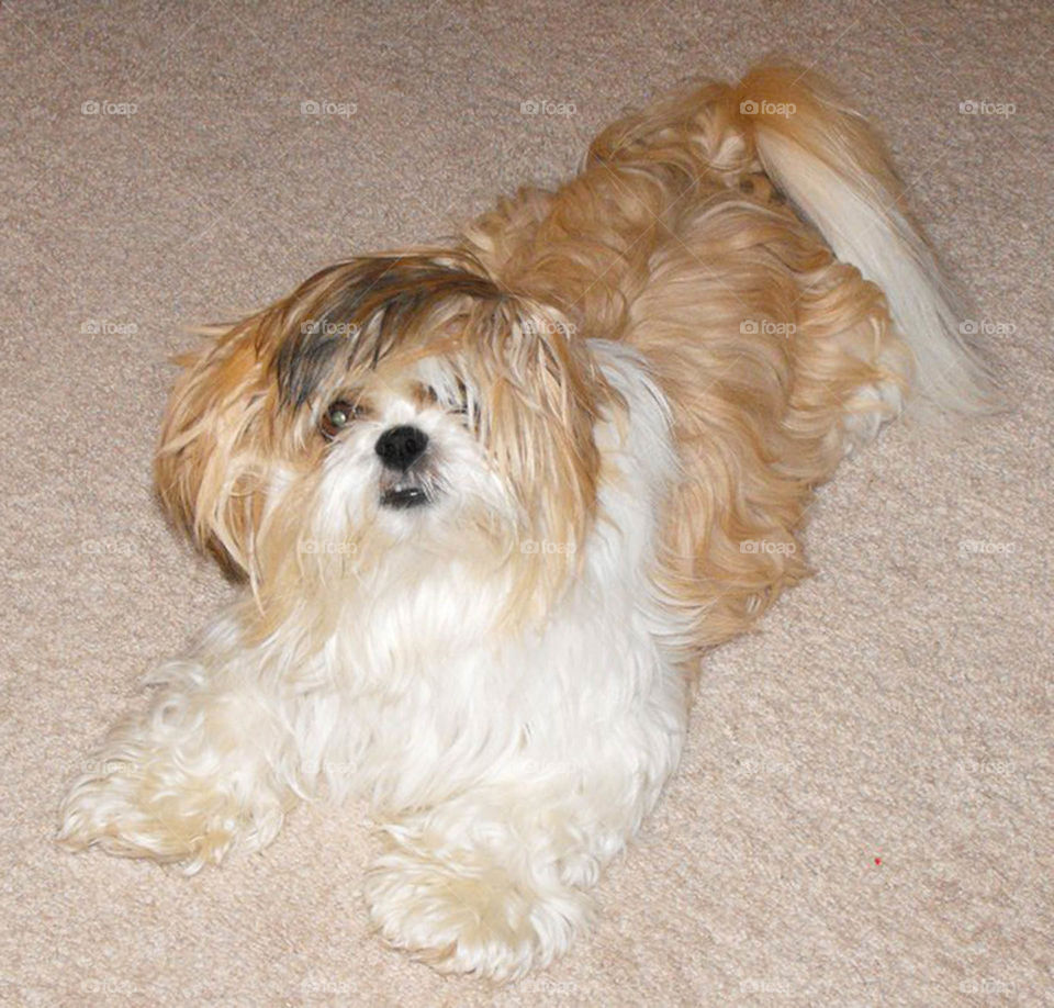 Shih Tzu. This Shih Tzu puppy is sporting the latest Donald Trump hairstyle