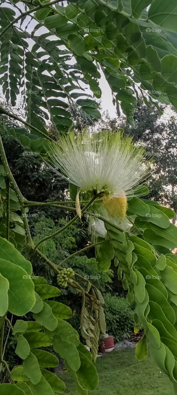 Albizia