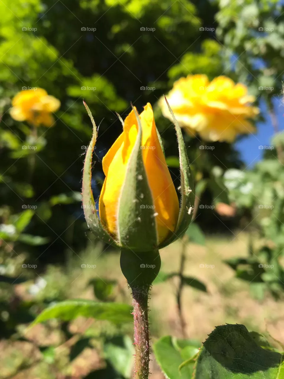rosas amarillas
