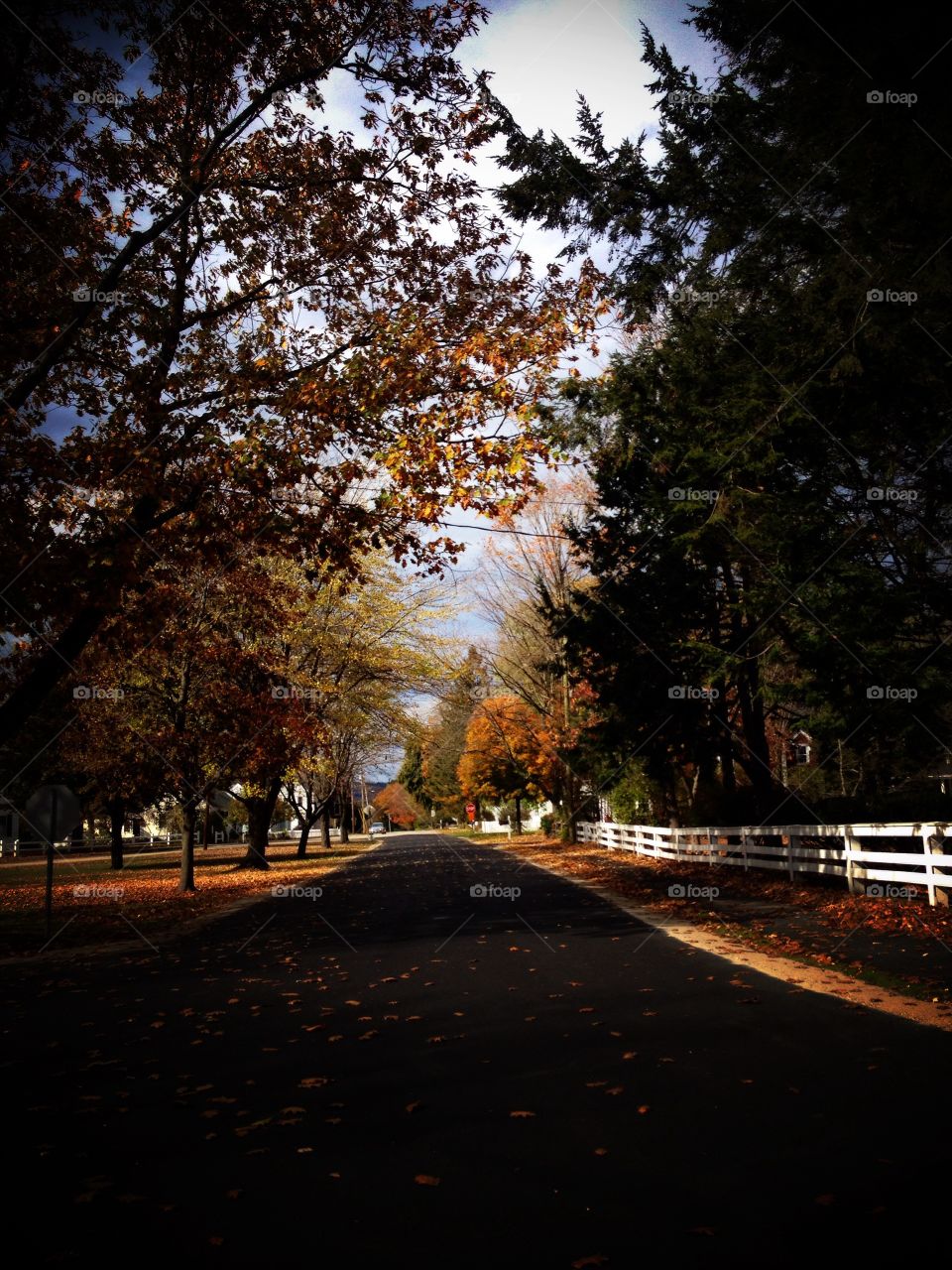 Fall Landscape