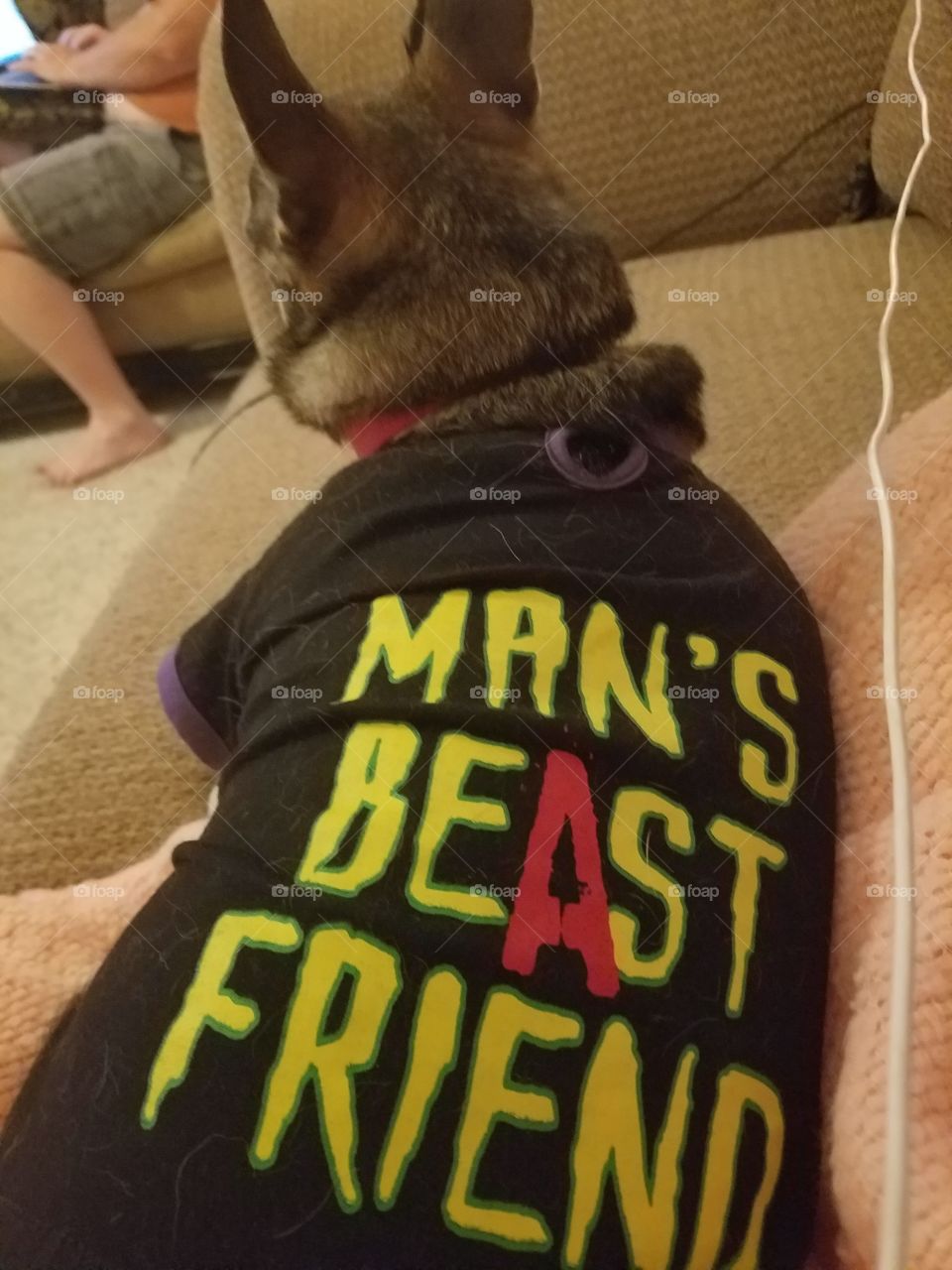 Close-up of a dog wearing tshirt