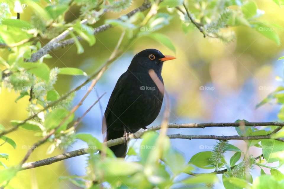 Blackbird