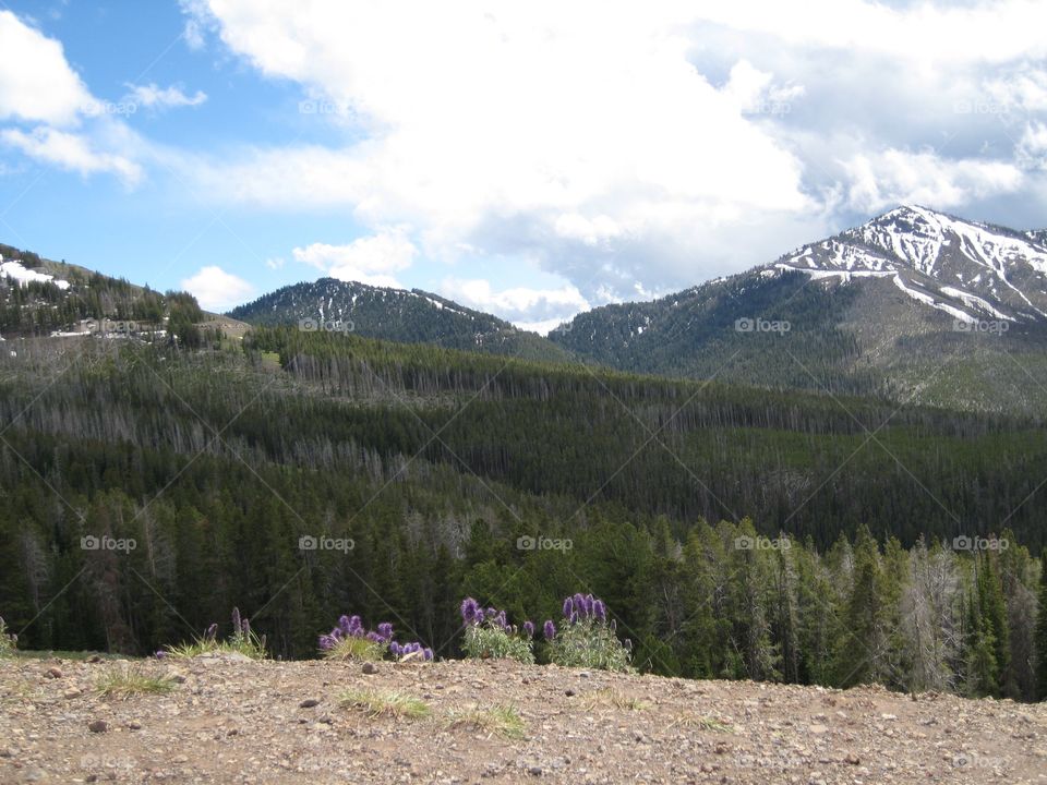 Forest and mountains. Purple flowers overlooking a valley of pine trees. Snow sprinkled mountains in background.