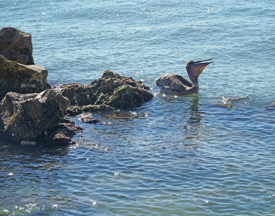 Pelican swimming