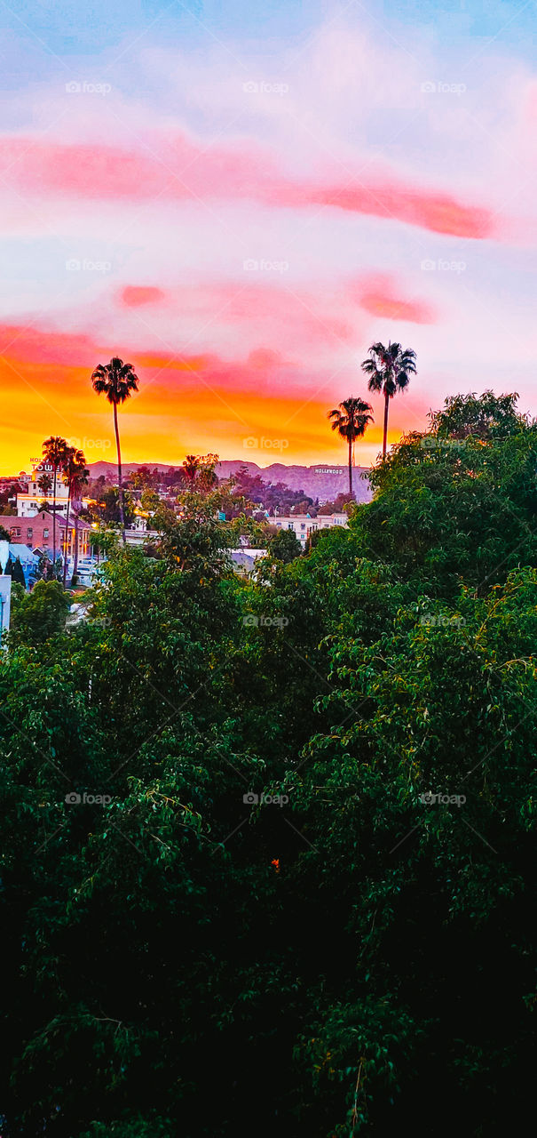 Hollywood Boulevard view of sign