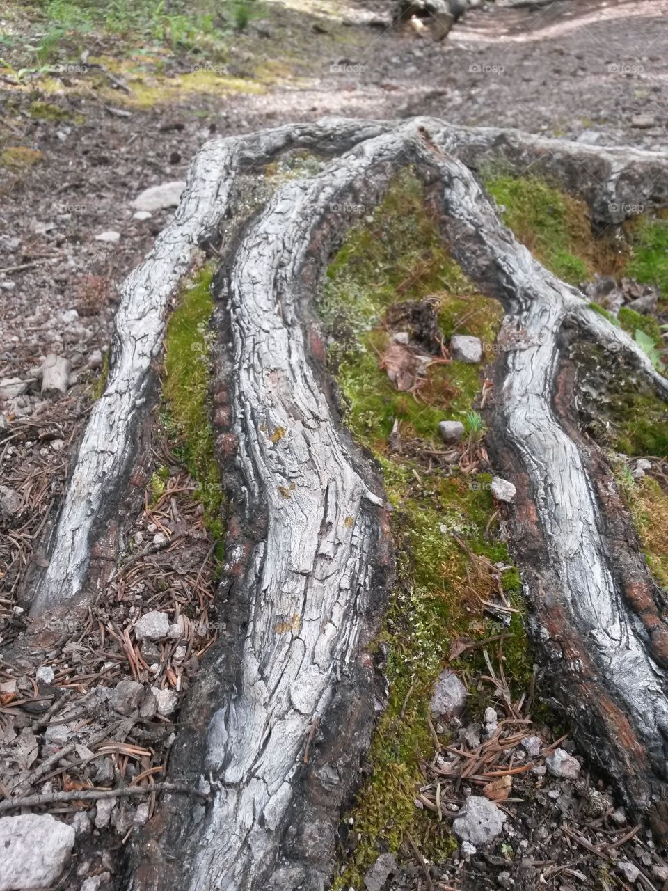 Tree roots showing thru the trail