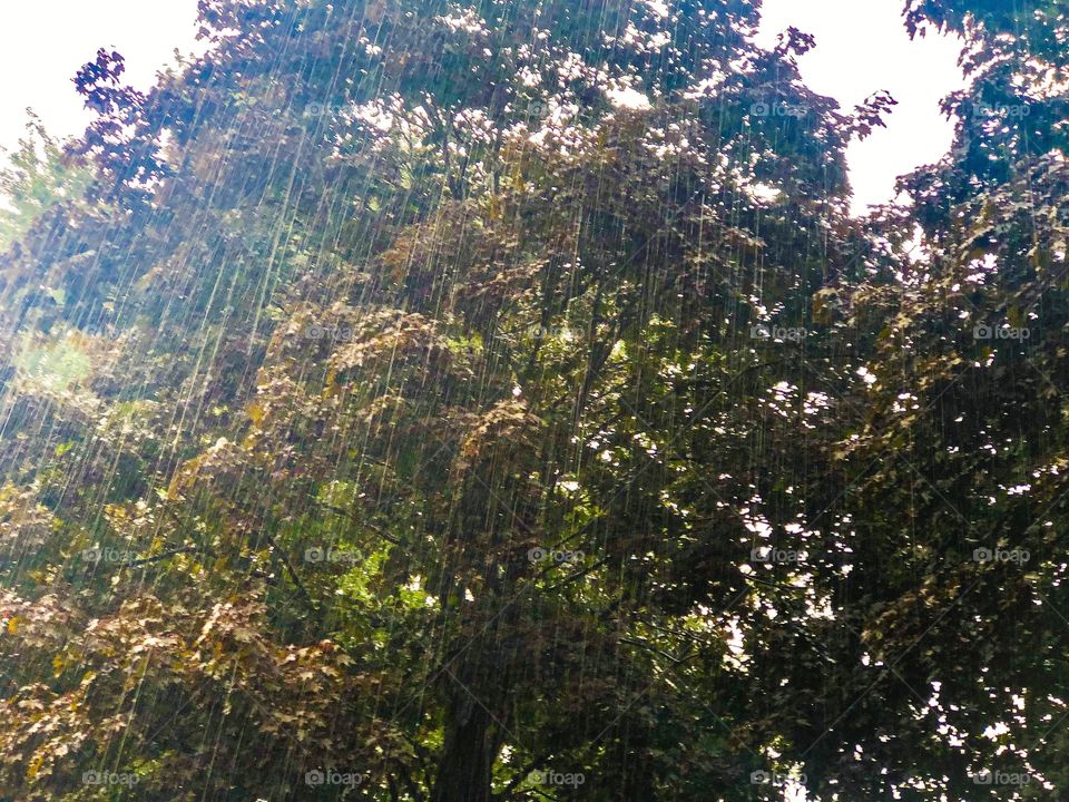 Rain pouring through the trees, sun.