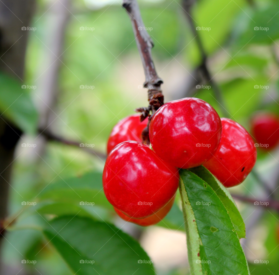 spring nature red tree by cataana