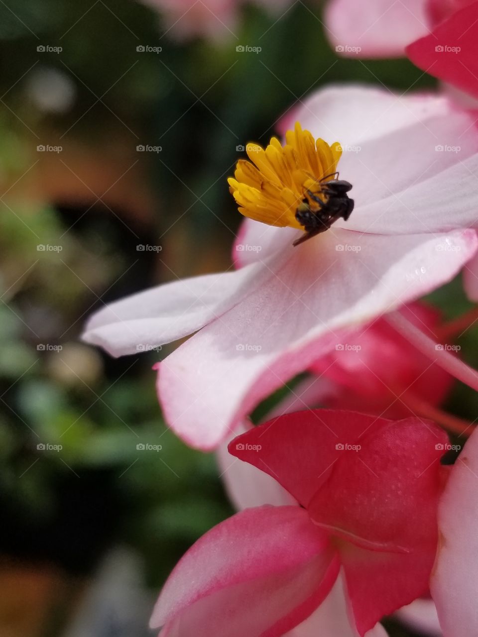 pink flower and the bee