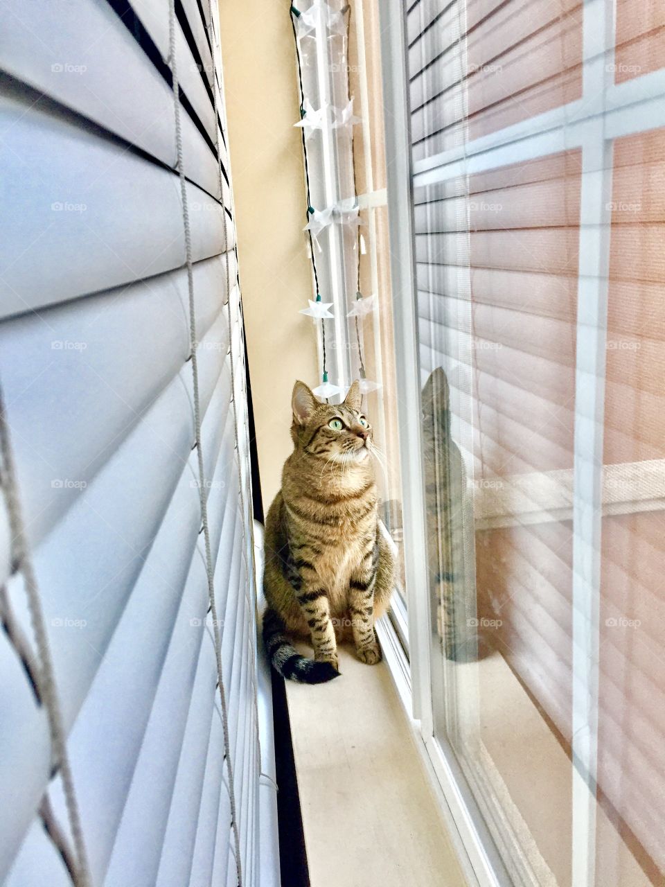 Close-up of tabby cat sitting on window