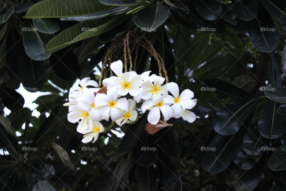 Group of beautiful thing