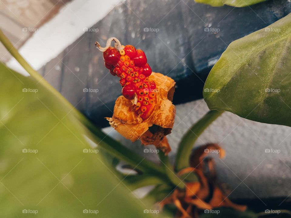 Alocasia brisbanensis