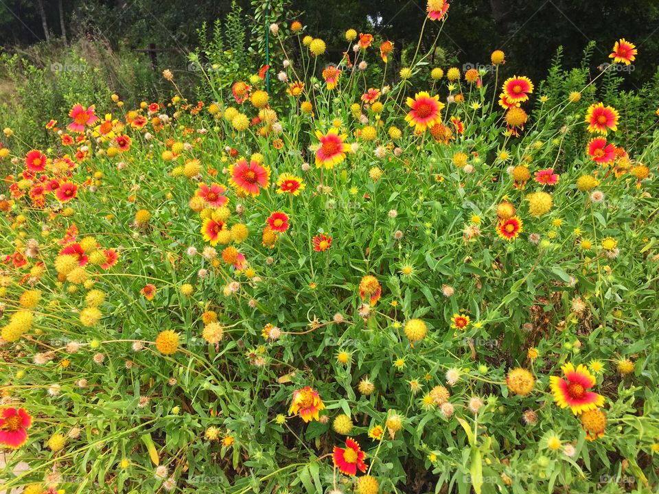 Field of colorful wildflowers growing on a summer day