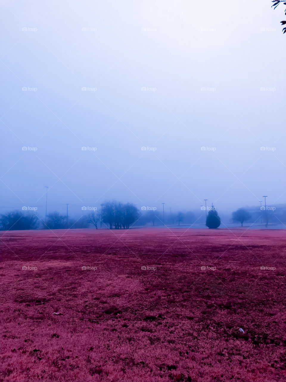 Mist fields of intense color. 