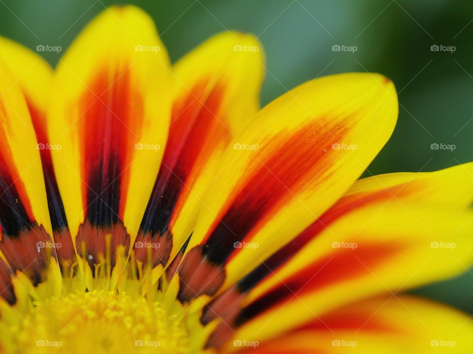 Colorful flower