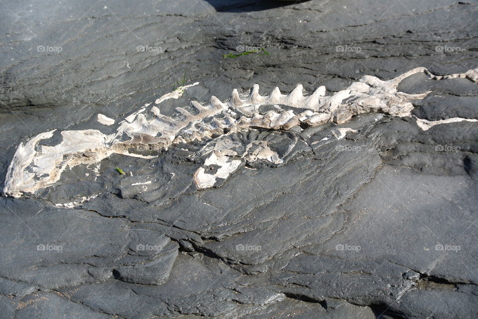 Fossil