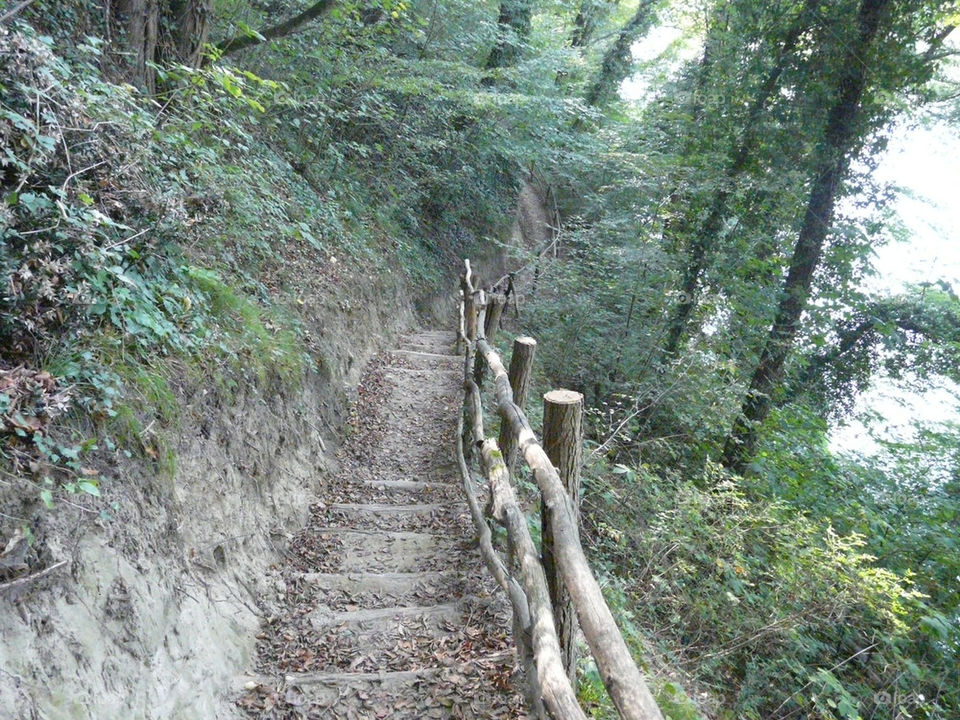 Un chemin de promenade en forêt