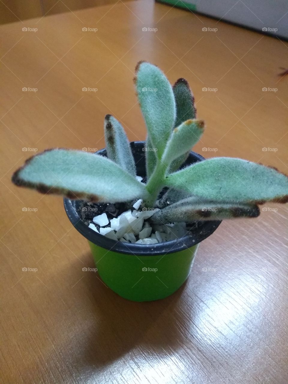 Mini planta
