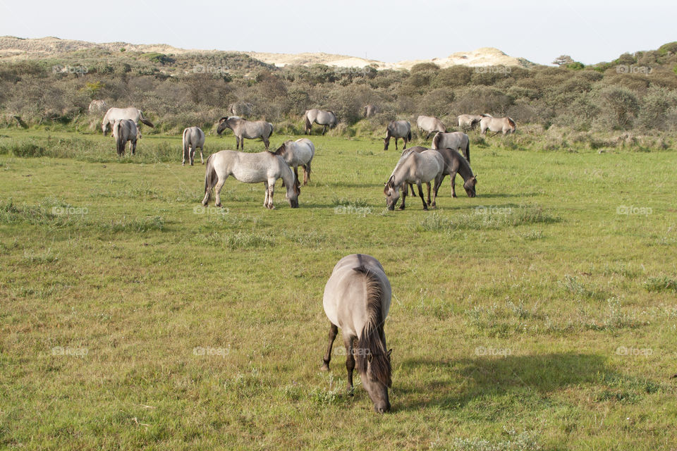 Wild horses herd in the Kennemerduinen National Park