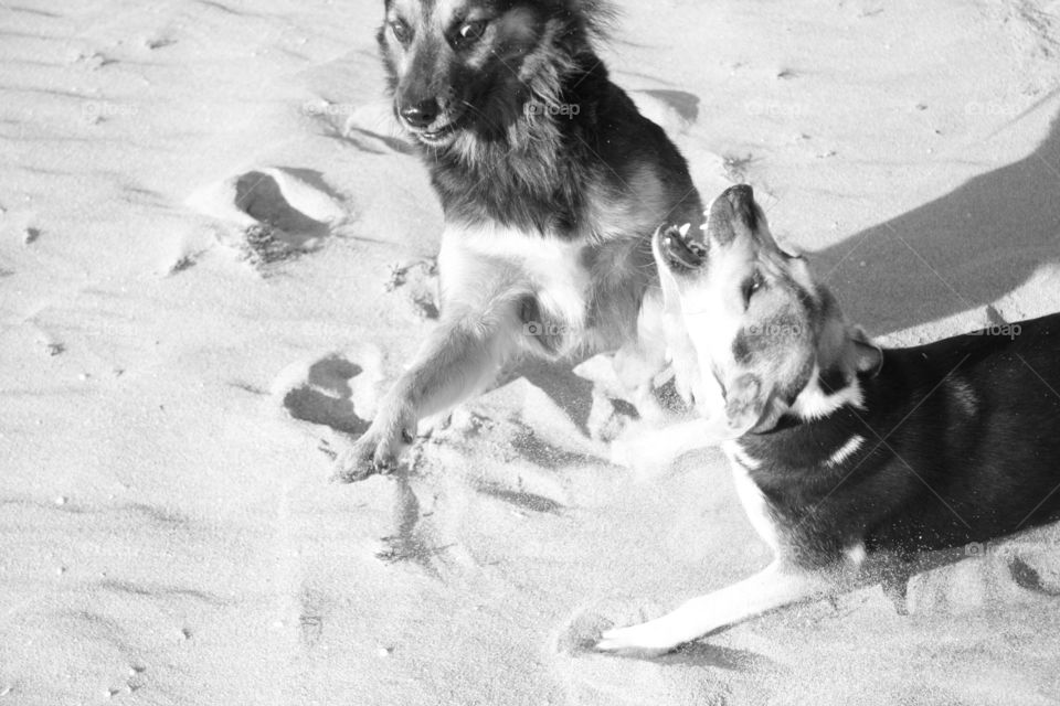 Cuban dogs having fun on the beach