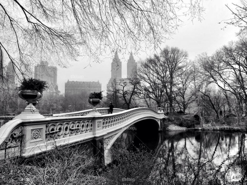 city white black trees by llotter