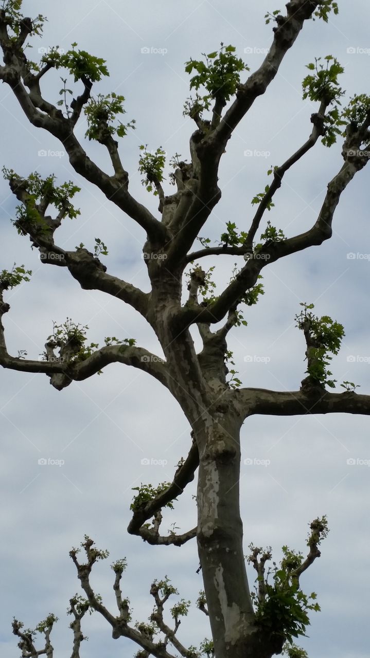Close-up of a tree against sky
