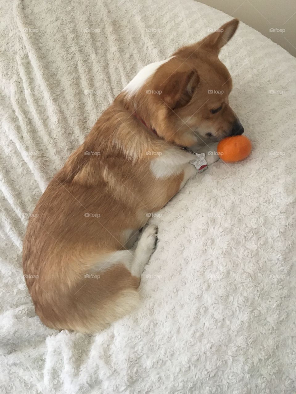Corgi with orange fruit funny dog puppy white Lovesac